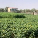 للبيع مزرعة في مدينة العين أبو ظبي - Farm for sale in Al Ain Abu Dhabi