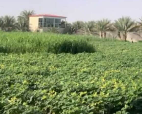 للبيع مزرعة في مدينة العين أبو ظبي - Farm for sale in Al Ain Abu Dhabi